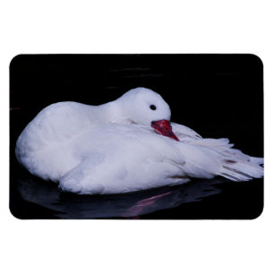 Coscoroba Swan P3442 Magnet
