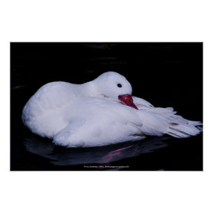 Coscoroba Swan P3442 Poster