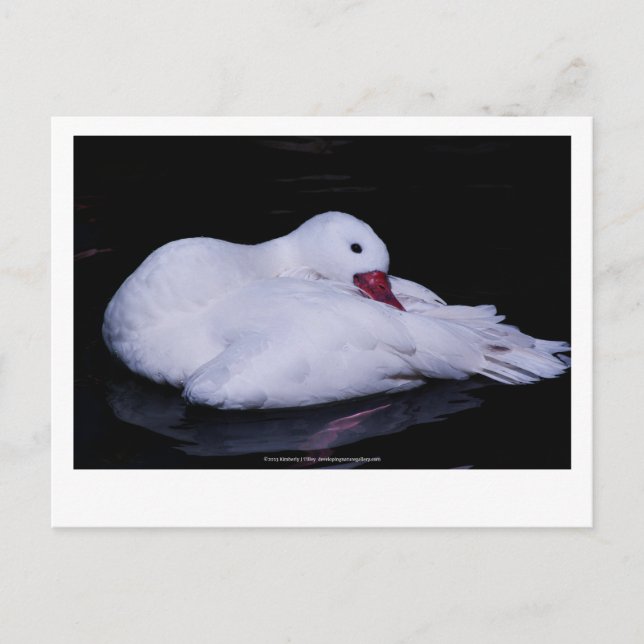 Coscoroba Swan P3442 Postkarte (Vorderseite)