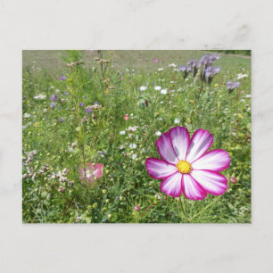 Cosmea-Blume im Feld DIY der Wilden Blume Postkart Postkarte