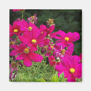 Cosmo-Blume-Magnet Magnet