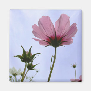 Cosmos Blume Magnet