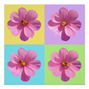 Cosmos-Blume mit Honigbiene Poster