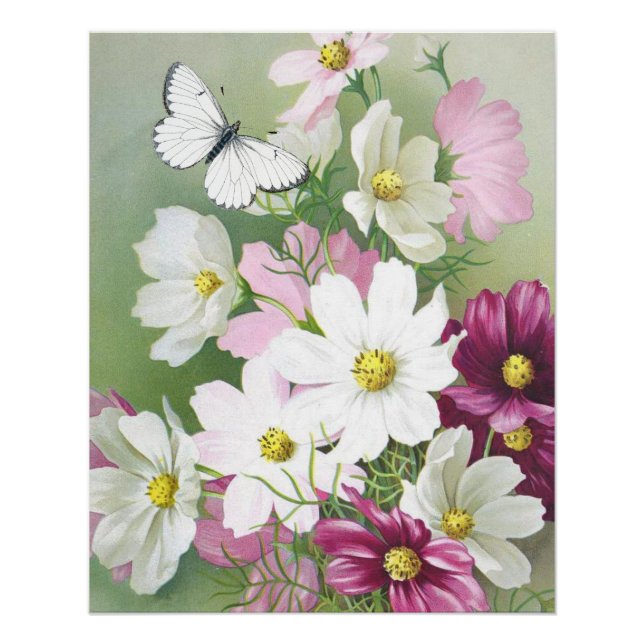 Cosmos Blume Schmetterling Vintag Blütenrosa Weiß Poster (Vorderseite)