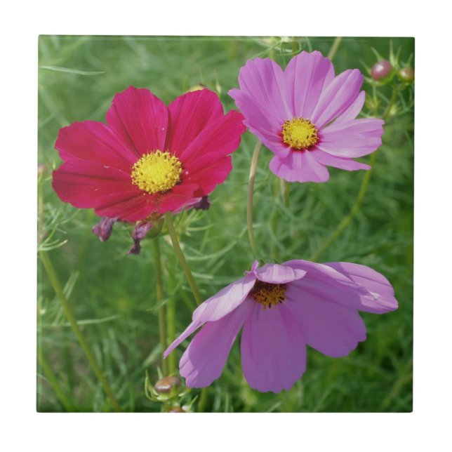 Cosmos Blume Trio Nature Fliese (Vorderseite)