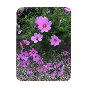 Cosmos-Blumen mit Kieselsteinen Auf einer Magnet