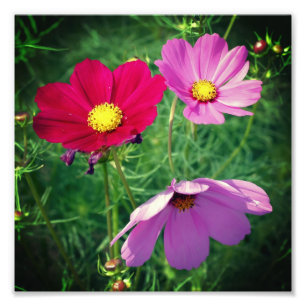 Cosmos Daisy Blume Trio 8x8 Fotodruck