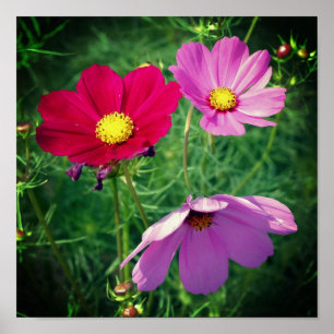Cosmos Daisy Blume Trio Poster