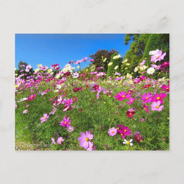 Cosmos Field [Postcard] Postkarte (Vorderseite)