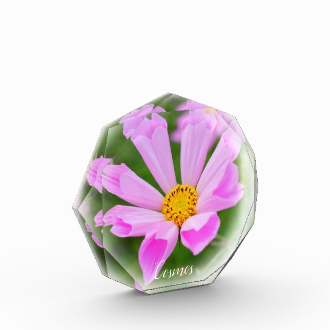 Cosmos Fotoblock (Links)