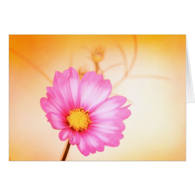 Cosmos Pastel - Sangria (Vorderseite (Horizontal))