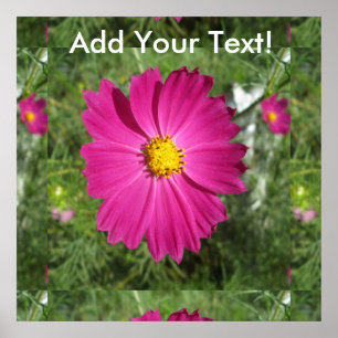 Cosmos Red Blume Poster