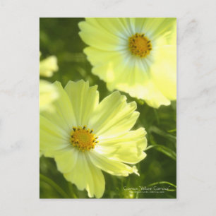 Cosmos "Yellow Campus": Postkarte