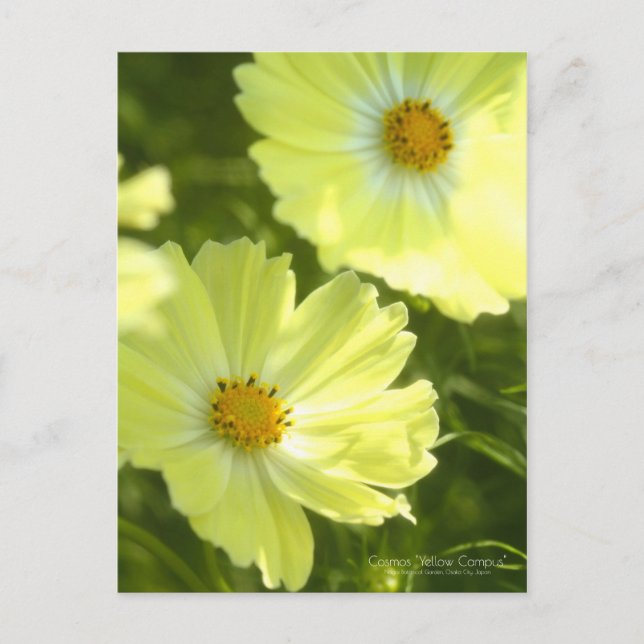 Cosmos "Yellow Campus": Postkarte (Vorderseite)