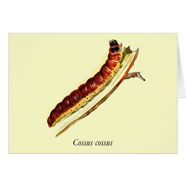 Cossus cossus Raupe (Vorderseite (Horizontal))