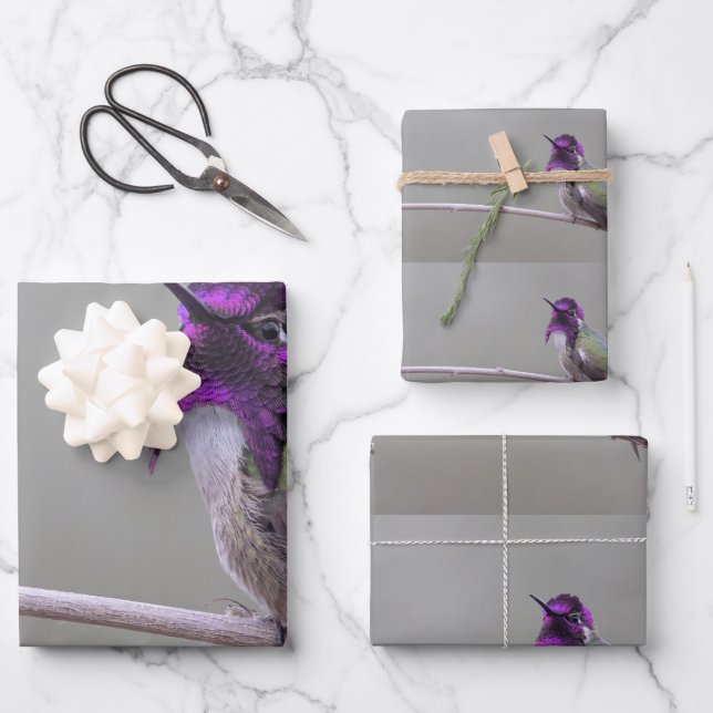 Costa-Kolibri Geschenkpapier Set (Vorderseite)