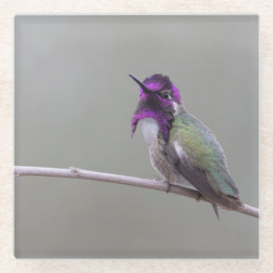 Costa-Kolibri Glasuntersetzer