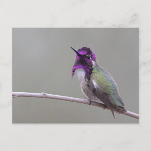Costa-Kolibri Postkarte