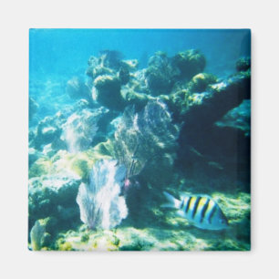 Costa-Maya-Riff-Magnet Magnet