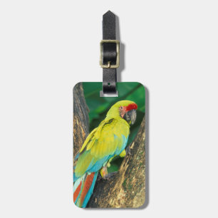 Costa Rica, Ara Ambigua, Großer grüner Ara. Gepäckanhänger