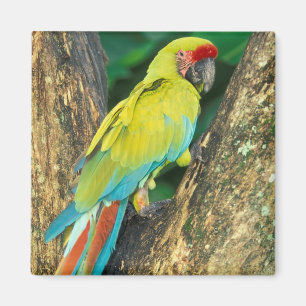 Costa Rica, Ara Ambigua, Großer grüner Ara. Magnet