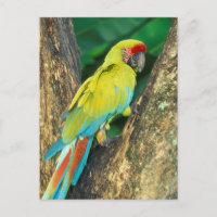 Costa Rica, Ara Ambigua, großer grüner Macaw.