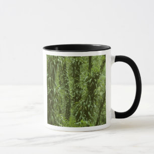 Costa Rica, Arenal-Nationalpark, Regenwald Tasse