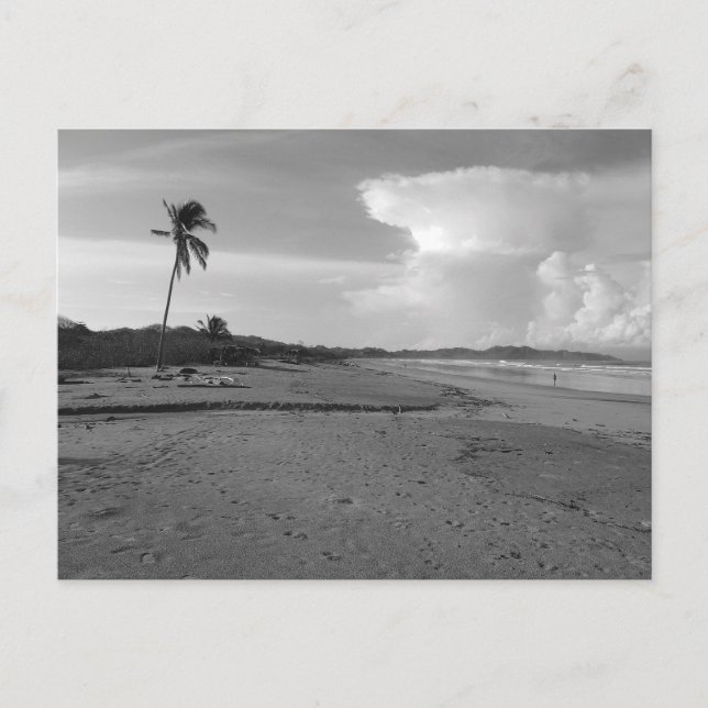 Costa Rica Beach with Palm Tree Photo  Postkarte (Vorderseite)