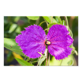 Costa Rica Butterfly Vine Fotodruck