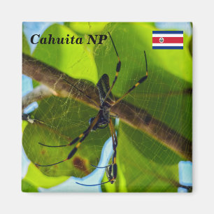 Costa Rica, Cahuita NP - Golden Orb Spider Magnet