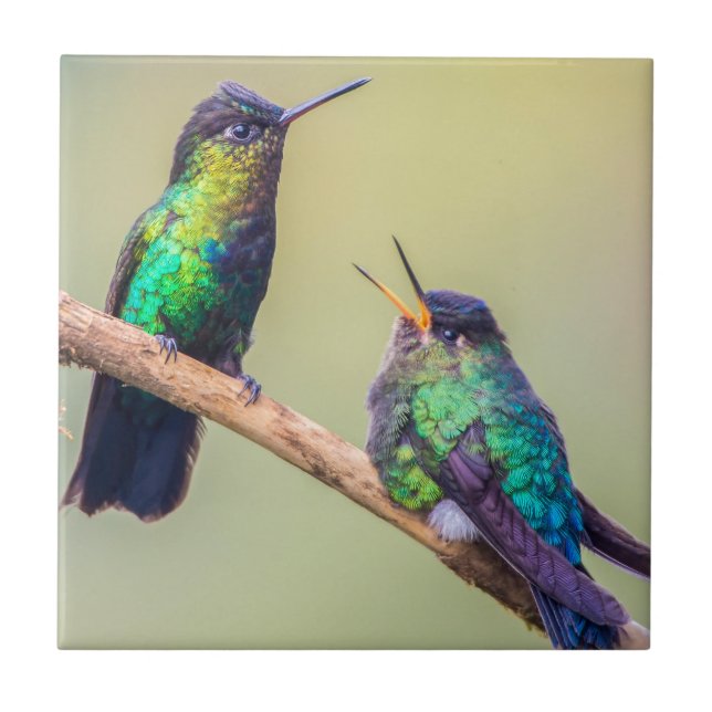 Costa Rica Colorful Hummingbird Coupe Fliese (Vorderseite)