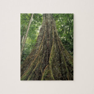 Costa Rica, Corcovado Nationalpark, Buttressed Puzzle