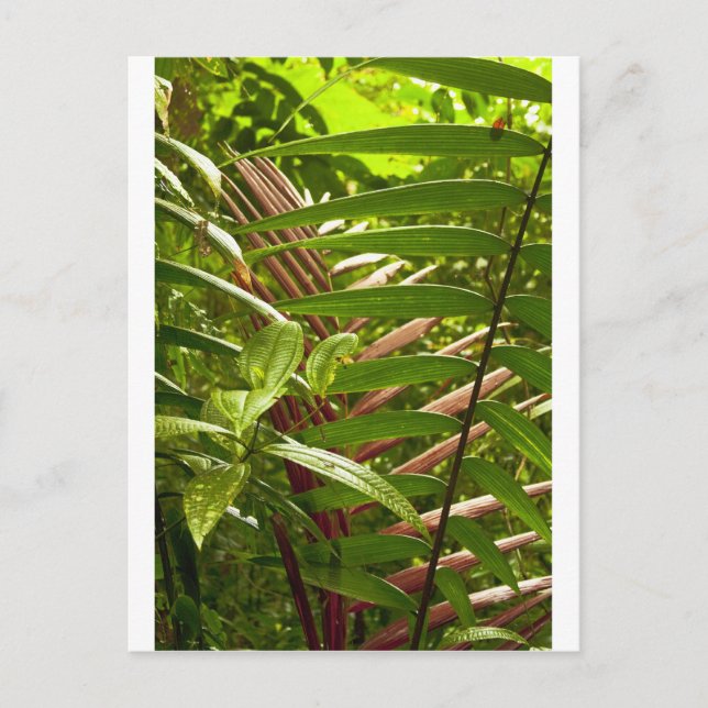 Costa Rica Farbmuster Postkarte (Vorderseite)