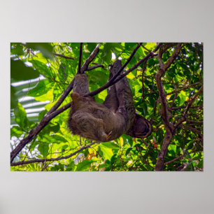 Costa Rica - Glückliches faules Faultier, Antonio Poster