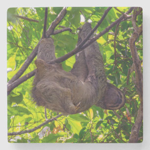 Costa Rica - Glückliches faules Faultier, Antonio Steinuntersetzer