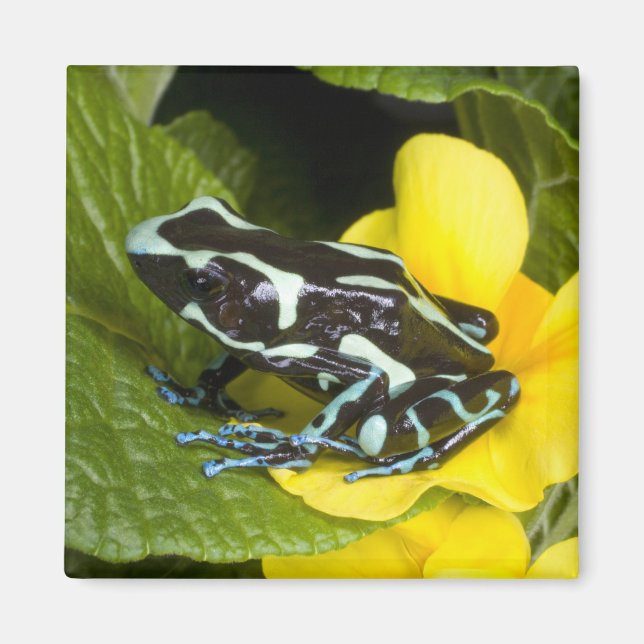 Costa Rica, Halbinsel Osa Magnet (Vorne)