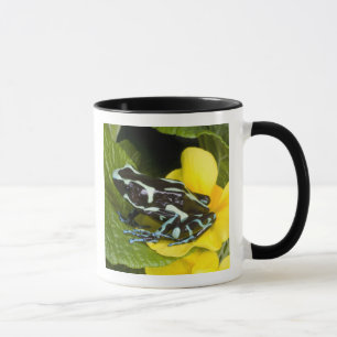 Costa Rica, Halbinsel Osa Tasse