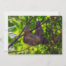 Costa Rica - Happy Lazy Sloth, Antonio Manuel NP