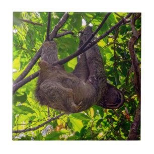 Costa Rica - Happy Lazy Sloth, Antonio Manuel NP Fliese