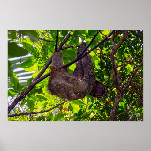 Costa Rica - Happy Lazy Sloth, Antonio Manuel NP Poster (Vorne)