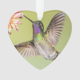 Costa Rica Hummingbird Flug zu einer Blume Ornament