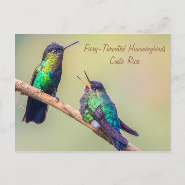 Costa Rica Hummingbirds Postkarte (Vorderseite)