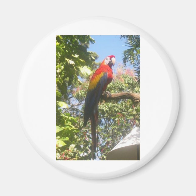 Costa Rica Macaw Magnet (Vorne)