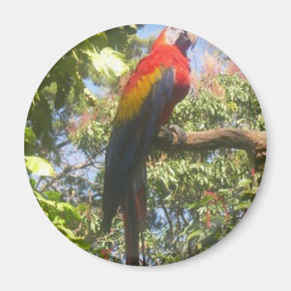 Costa Rica Macaw Magnet
