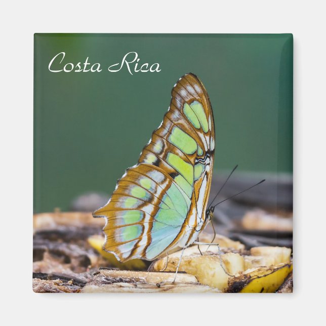 Costa Rica - Malachitenschmetterling Magnet (Vorne)