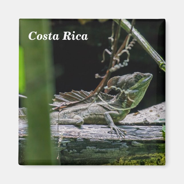 Costa Rica - Male Emerald Basilisk Lizard Magnet (Vorne)