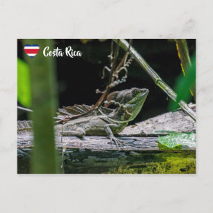 Costa Rica - Männlicher Smaragdbasilisk Postkarte