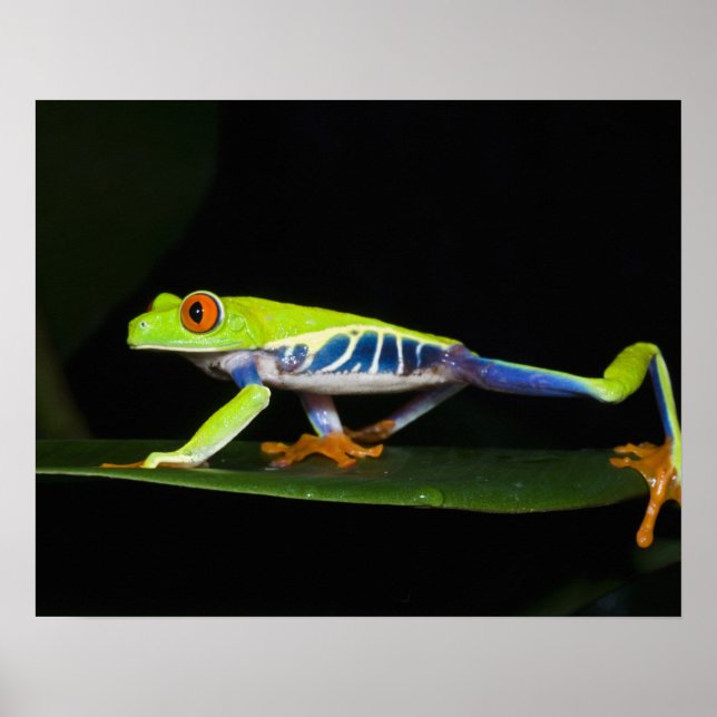 Costa Rica, mit Augen Baumfrosch (Agalychnis) Poster (Vorne)