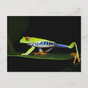 Costa Rica, mit Augen Baumfrosch (Agalychnis) Postkarte