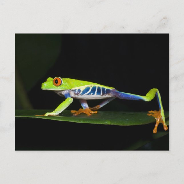 Costa Rica, mit Augen Baumfrosch (Agalychnis) Postkarte (Vorderseite)